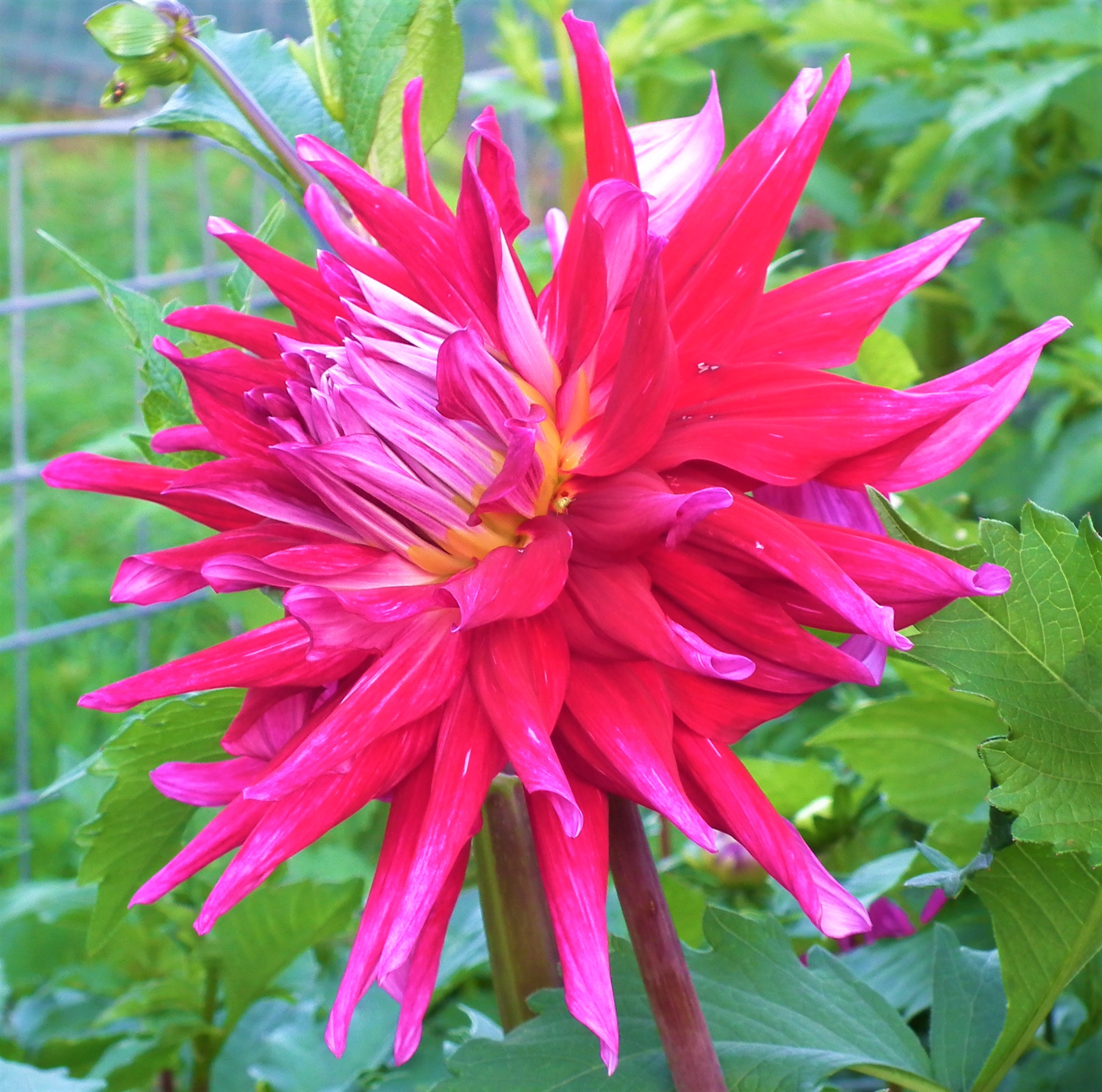 Dahlia A C Dark Horse